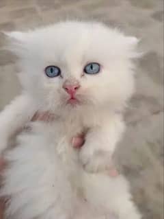 30 days old persian male and female available 0
