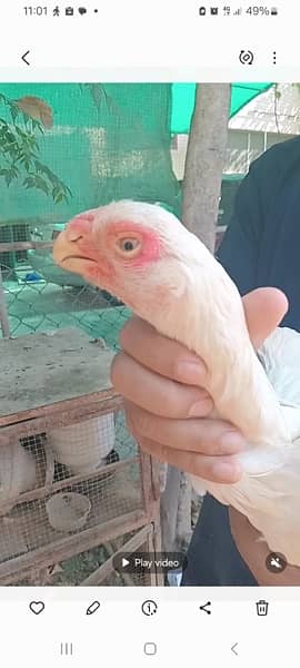 aseel indian parrot beak Trio paper white (Madix2) and coco male 2
