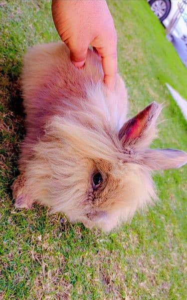 lion head rabbits and bunnies looking for a new home 0