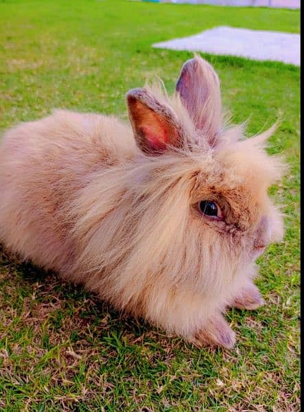 lion head rabbits and bunnies looking for a new home 1