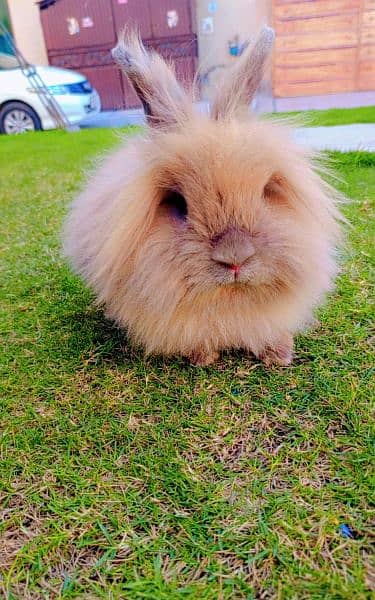 lion head rabbits and bunnies looking for a new home 2