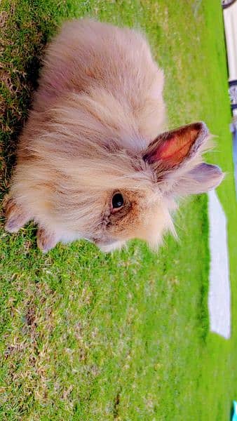 lion head rabbits and bunnies looking for a new home 4