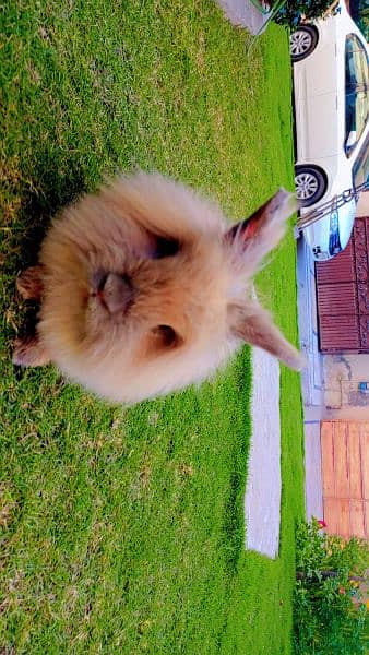 lion head rabbits and bunnies looking for a new home 5