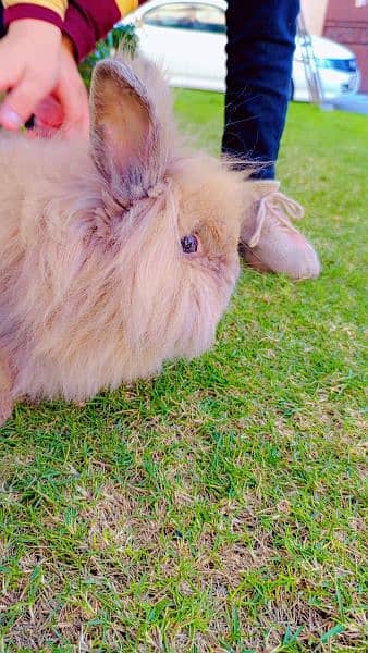 lion head rabbits and bunnies looking for a new home 6