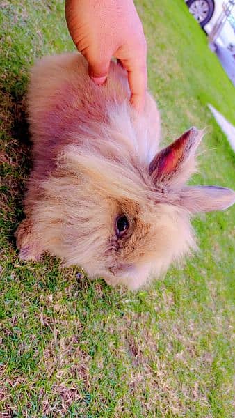 lion head rabbits and bunnies looking for a new home 7