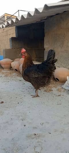 Fancy Heera cross mrugha heavy weight hens