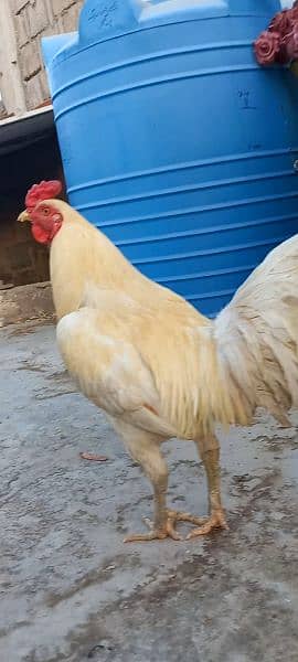 Fancy Heera cross mrugha heavy weight hens 1