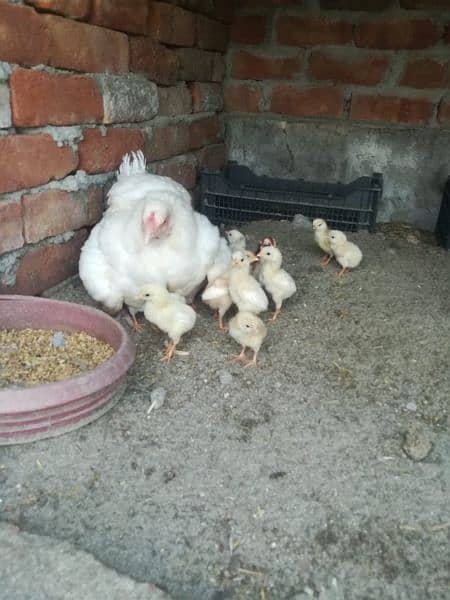 heera eggs heera chicks in Taxila 2