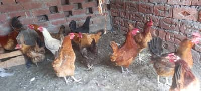 laying Hens for sale per Hen 1500 rupay