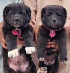 Alabai dog | king Alabai puppies pair 2 month age