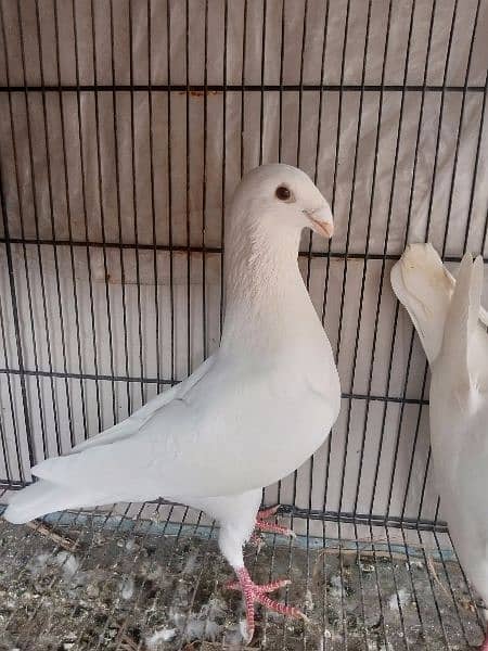 German beauty fancy pigeon 1