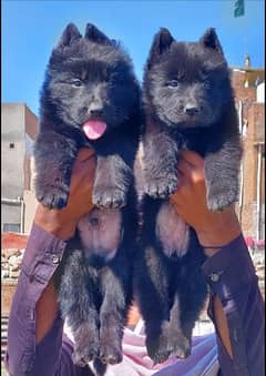 Black German Shepherd lock out male female available for sale 0