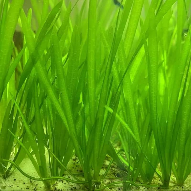 Aquarium Plants 12