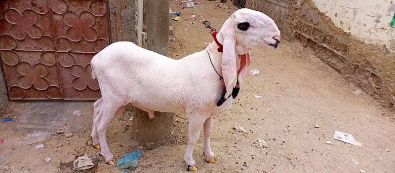 Healthy Size Sheep (kajla) for qurbani 0