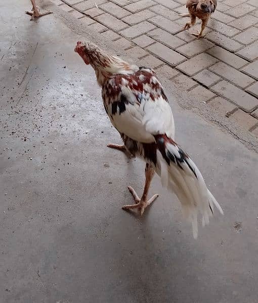 Hens For Sell 1