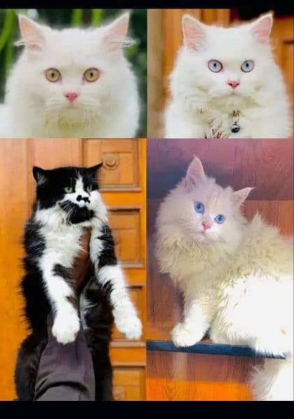 Persian punch face triple coated cat's and kitten's 1