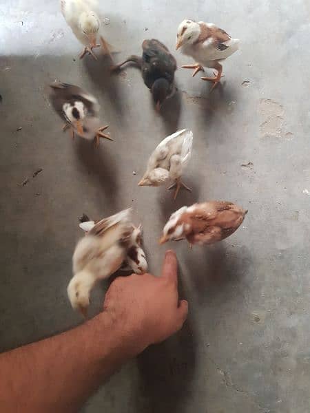 8 Aseel Chicks For Sale 2