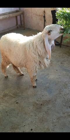 Larkana Sheep (Dumba)
