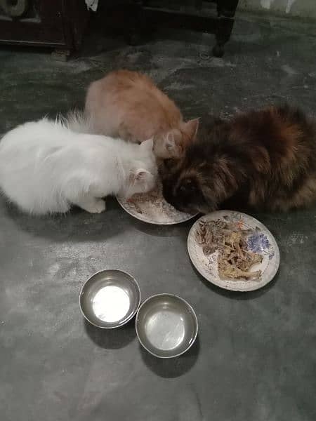 3 cat available for sale each 15000 15