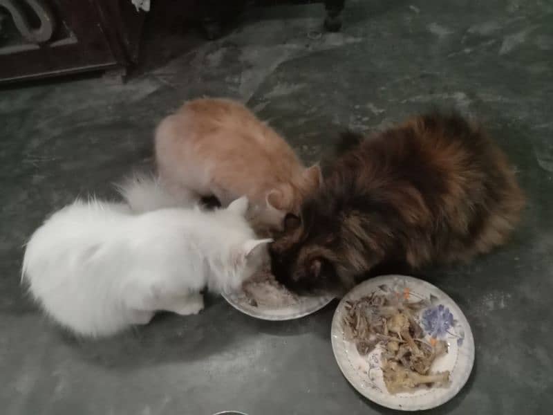 3 cat available for sale each 15000 16
