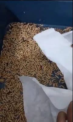 Live mealworms/pupa/Beetles