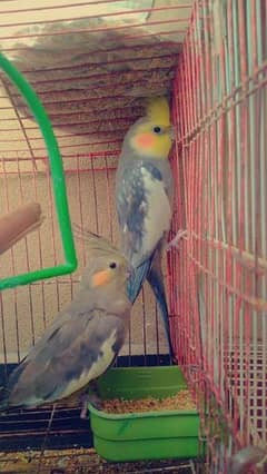 Cocktail Breeder Pair For Sale