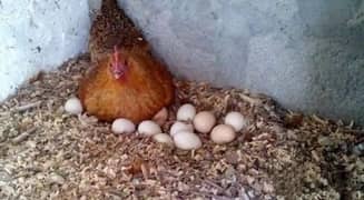 Desi fertile Eggs pure 100% available whts app 03125220166 0