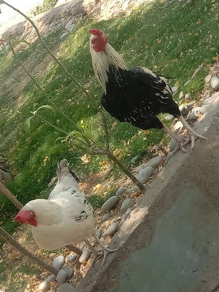 Aseel Hen (Murga and Murgi) 9