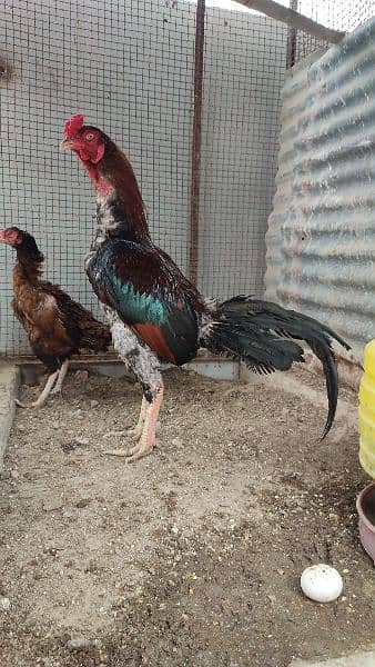 Mianwali Aseel Pair and Chicks Punjab breed 1