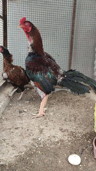 Mianwali Aseel Pair and Chicks Punjab breed 2