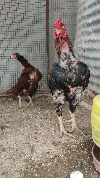 Mianwali Aseel Pair and Chicks Punjab breed 3