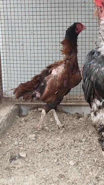 Mianwali Aseel Pair and Chicks Punjab breed 5
