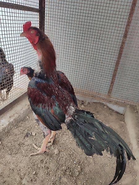 Mianwali Aseel Pair and Chicks Punjab breed 7