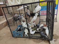 15+ pigeon different color male female and pair
