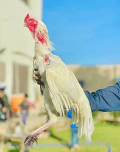 qandhari parrot beak Heera chicks