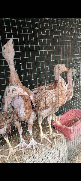 Mianwali Aseel Pair and Chicks Punjab breed 10