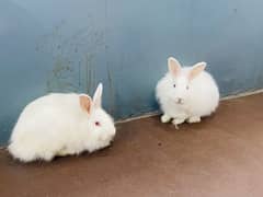Giant angora breeder pair available for sale