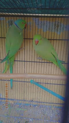 Ringneck parrot pair, male parrot and female parrot