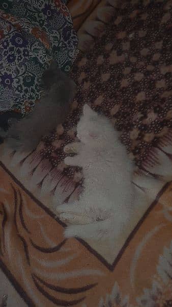 Persian cats for sale 1