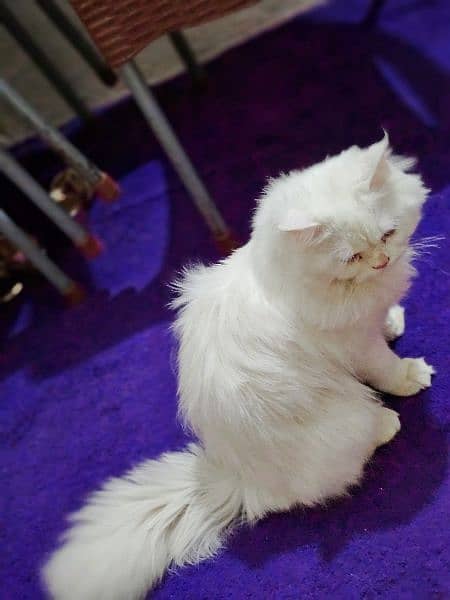 for sale Russian cat male 4