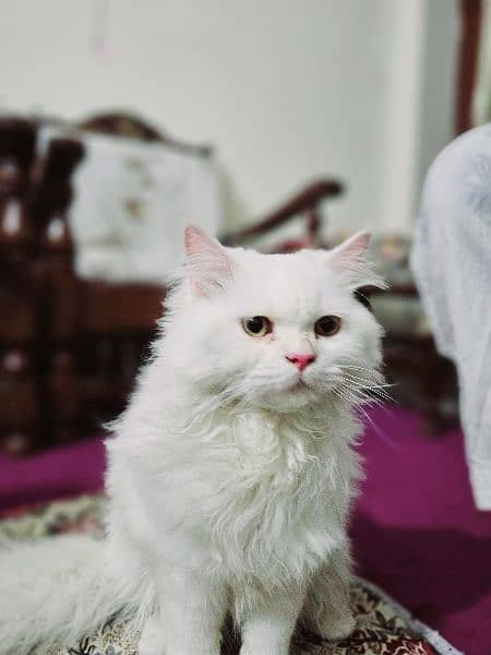 for sale Russian cat male 13