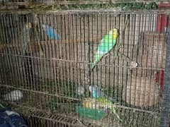 BUDGIES AVAILABLE FOR SALE 0