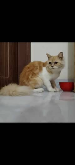 Pure Persian Female Cat contact no 03133987673