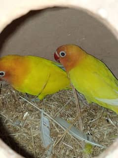 Love Birds Lotino Pasnata Red Eyes Split Breeded Pair 0