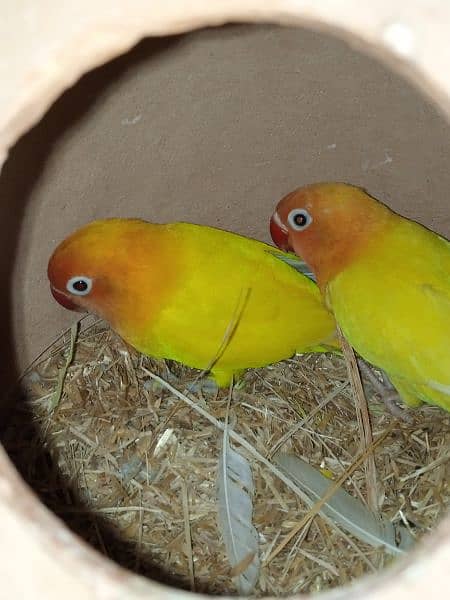 Love Birds Lotino Pasnata Red Eyes Split Breeded Pair 1