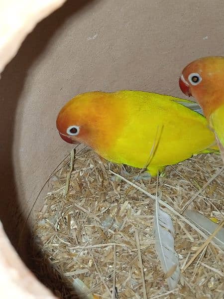 Love Birds Lotino Pasnata Red Eyes Split Breeded Pair 2