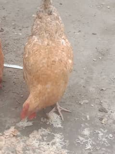 hen. .