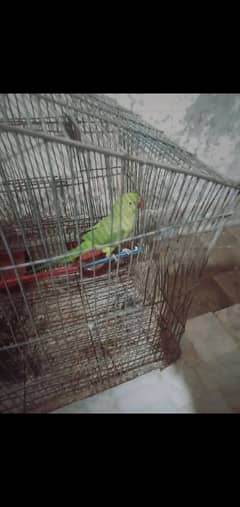 green parrot for sell, hand tame,loud sound ,active,speaking mitho