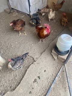 desi and aseel hens and cock