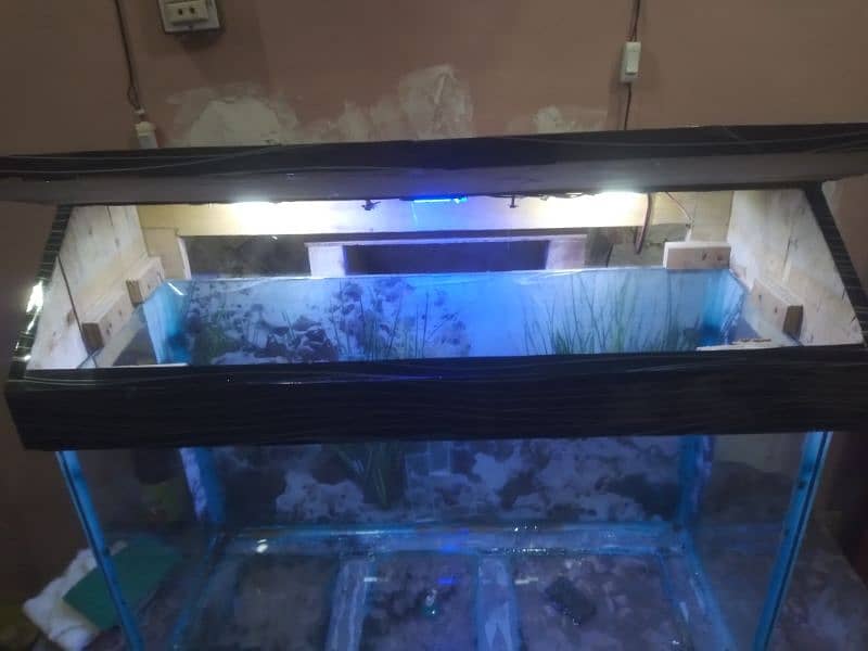 Fish Aquarium 5